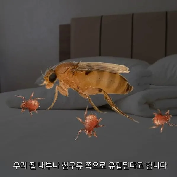 벼룩파리의 불편한진실.mp4 (6)