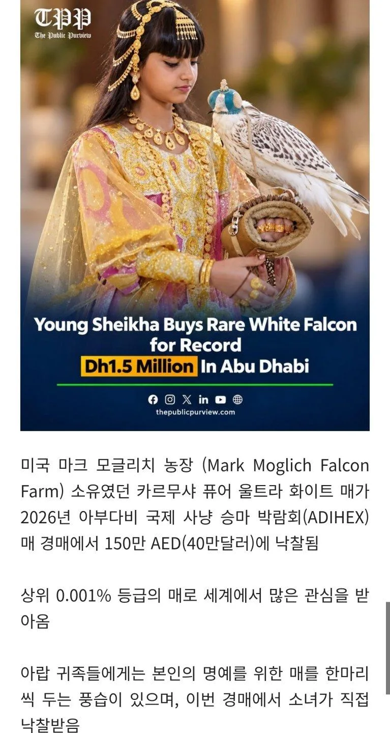 아부다비 소녀가 5억6천만원에 낙찰받은 매 (2)