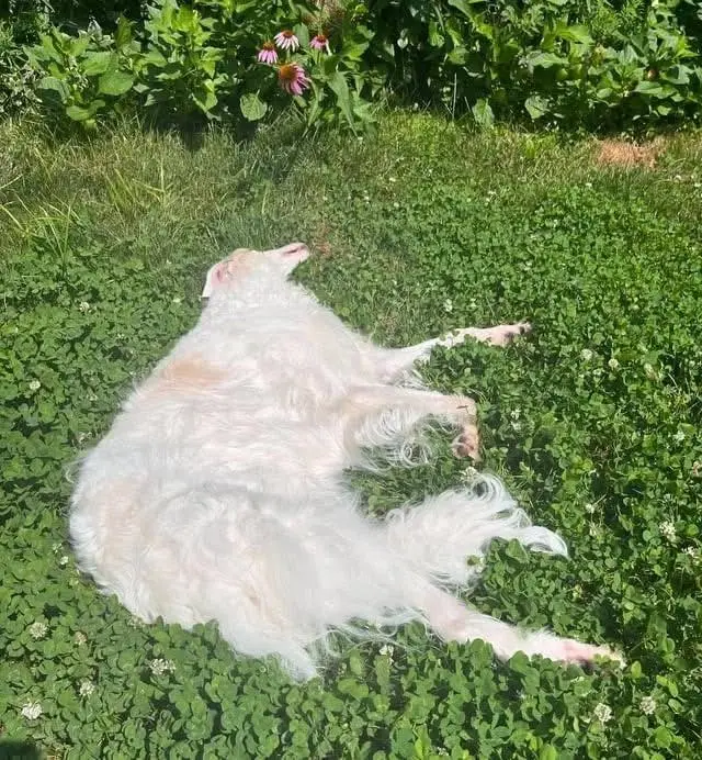 혐) 트럭에 깔려 납작해진 개 (2)