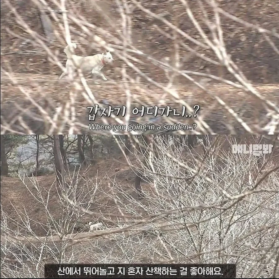 절에사는 개가 식탐이 없는 이유 (4)