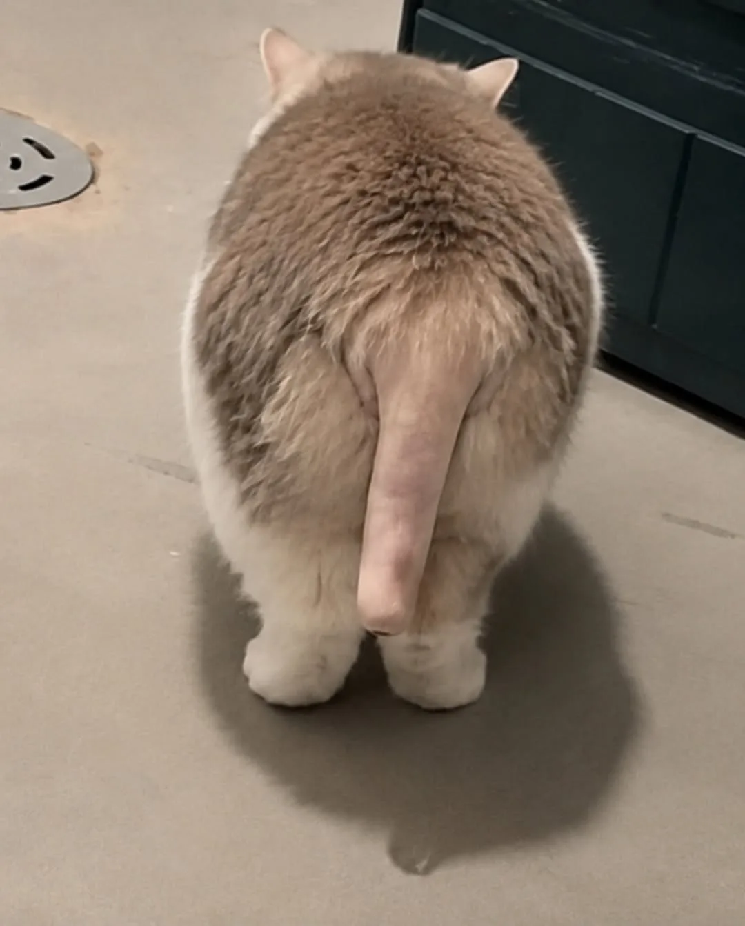 고양이 꼬리의 털을 다 밀어버린다면? (2)