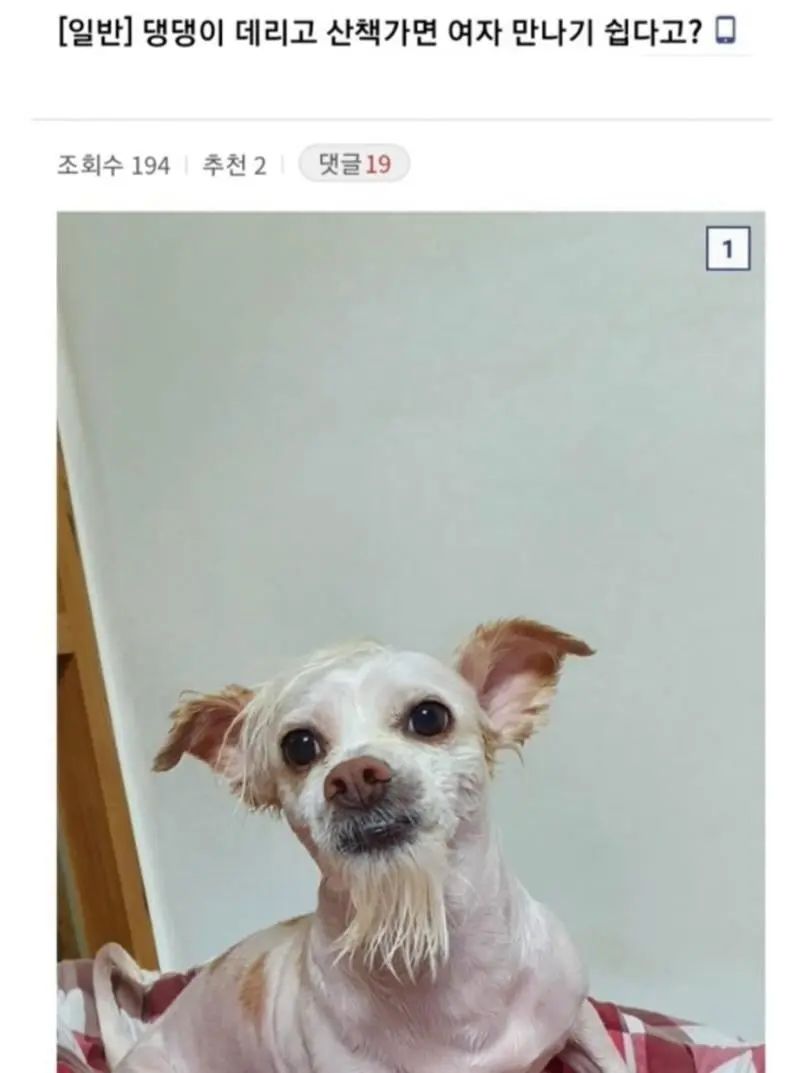 강아지 데리고 산책가면 여자 만나기 쉽다고? (2)