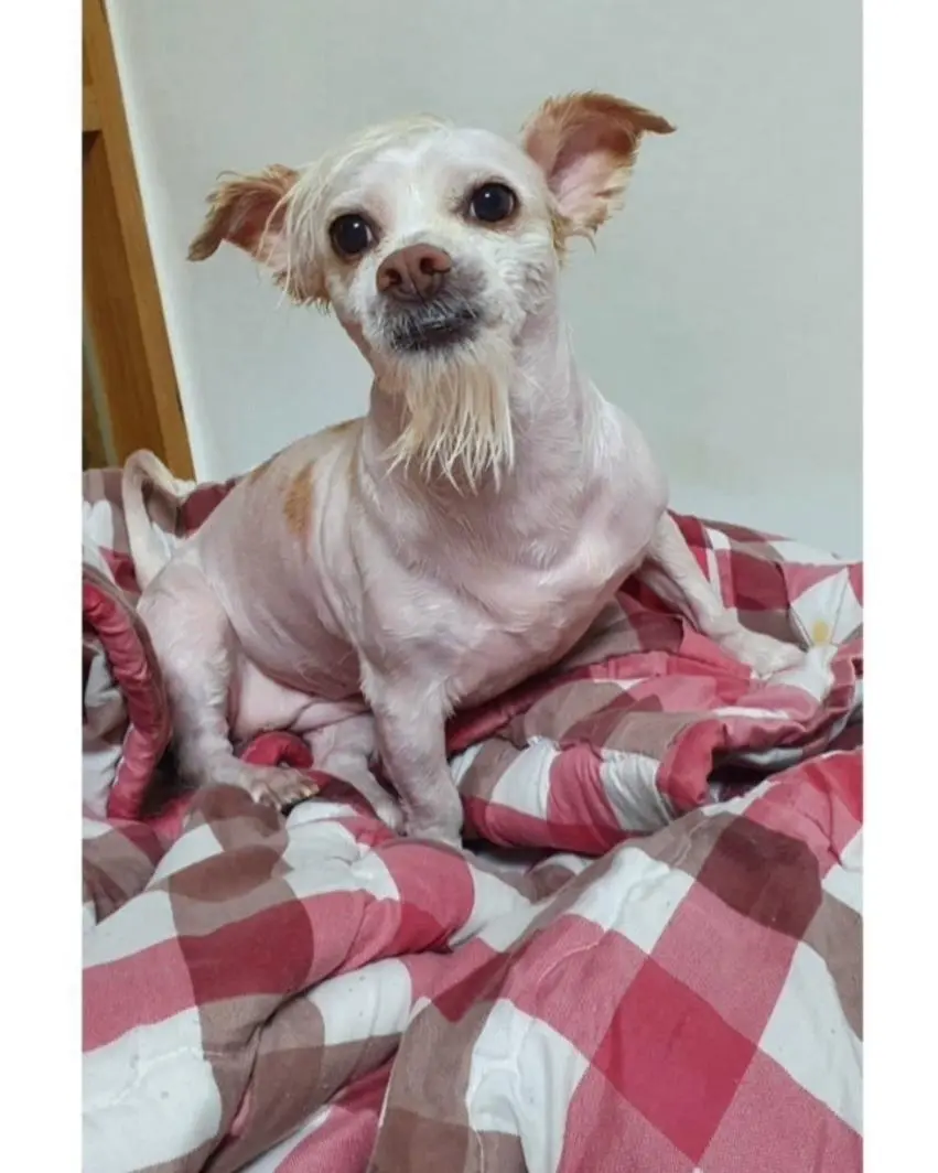 강아지 데리고 산책가면 여자 만나기 쉽다고? (3)