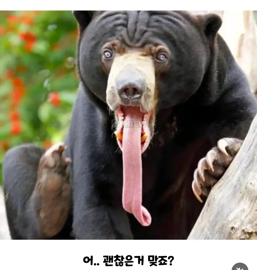 인간이 그나마 상대해볼만한 곰? (2)