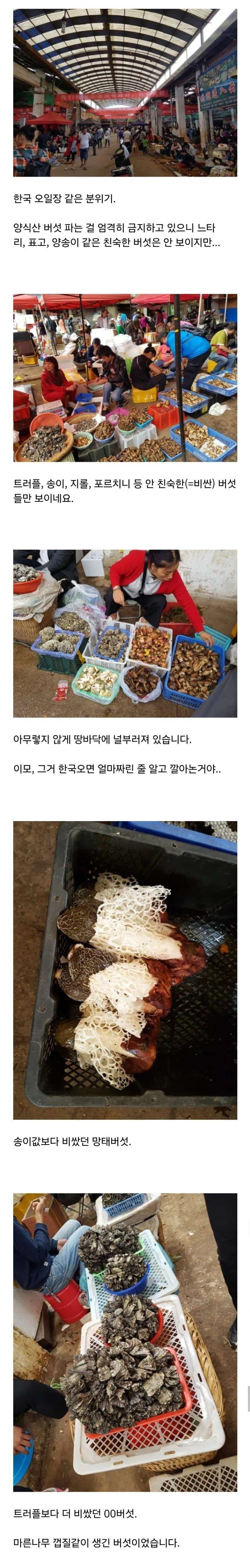 먹으면 이상한 환각이 보이는 독버섯 (5)