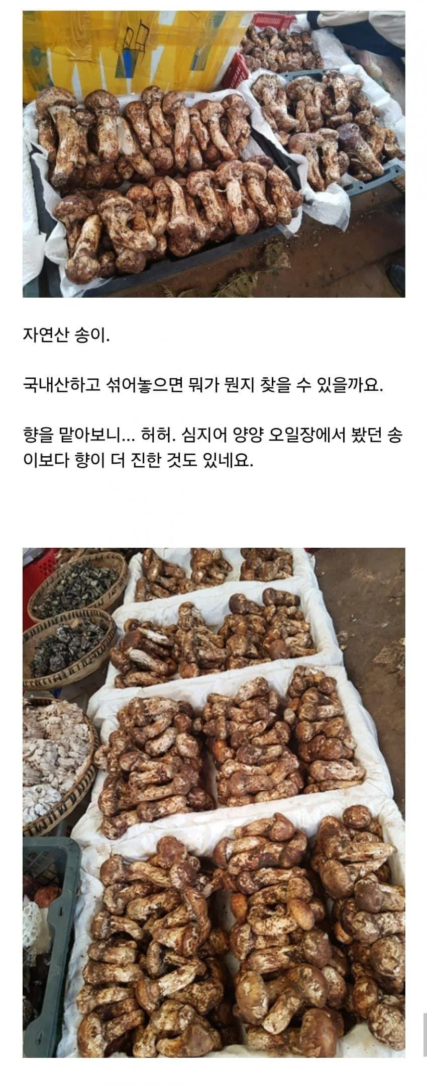 먹으면 이상한 환각이 보이는 독버섯 (6)