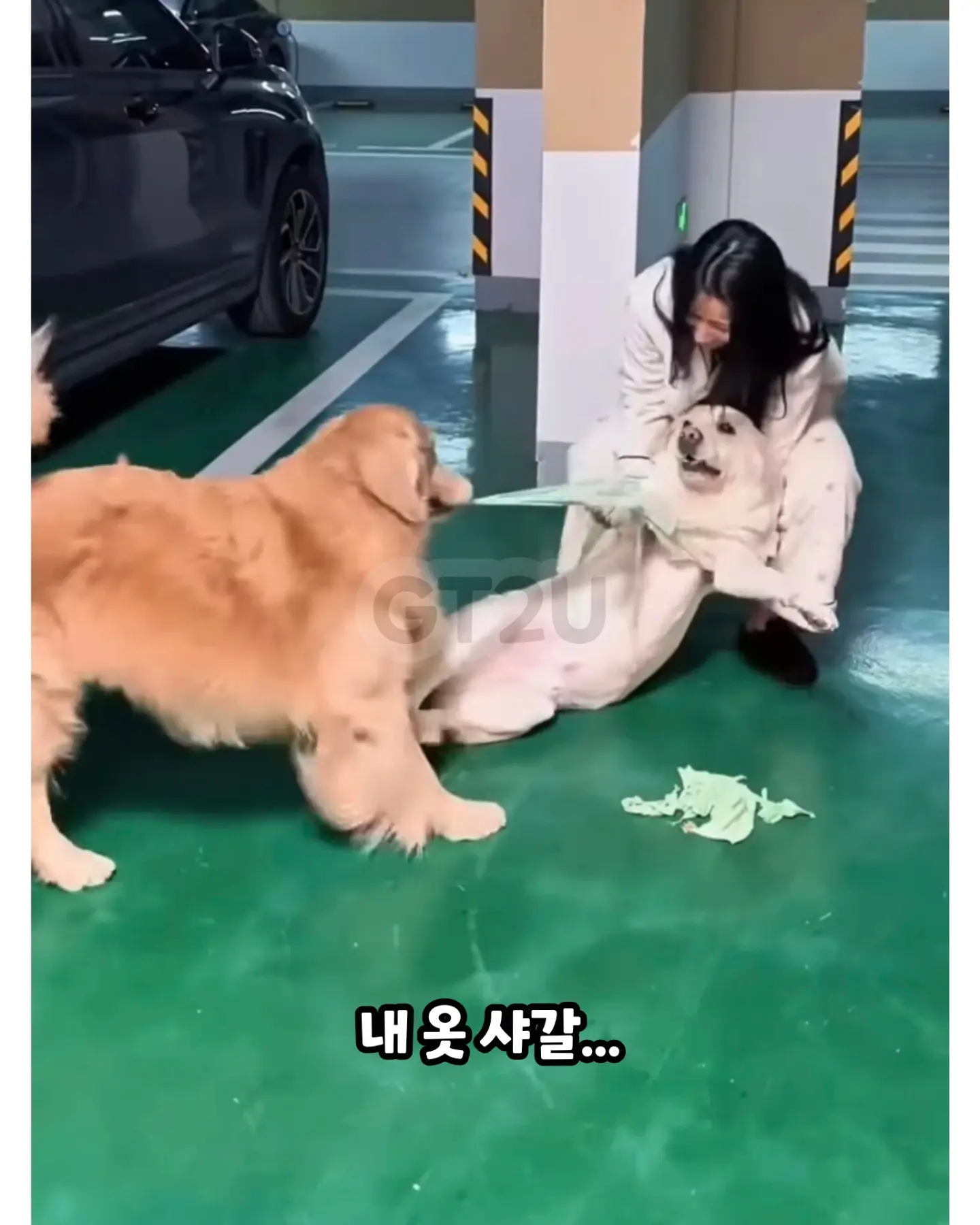 댕댕이옷 다른 댕댕이에게 줬는데 산책중 마주침 (2)
