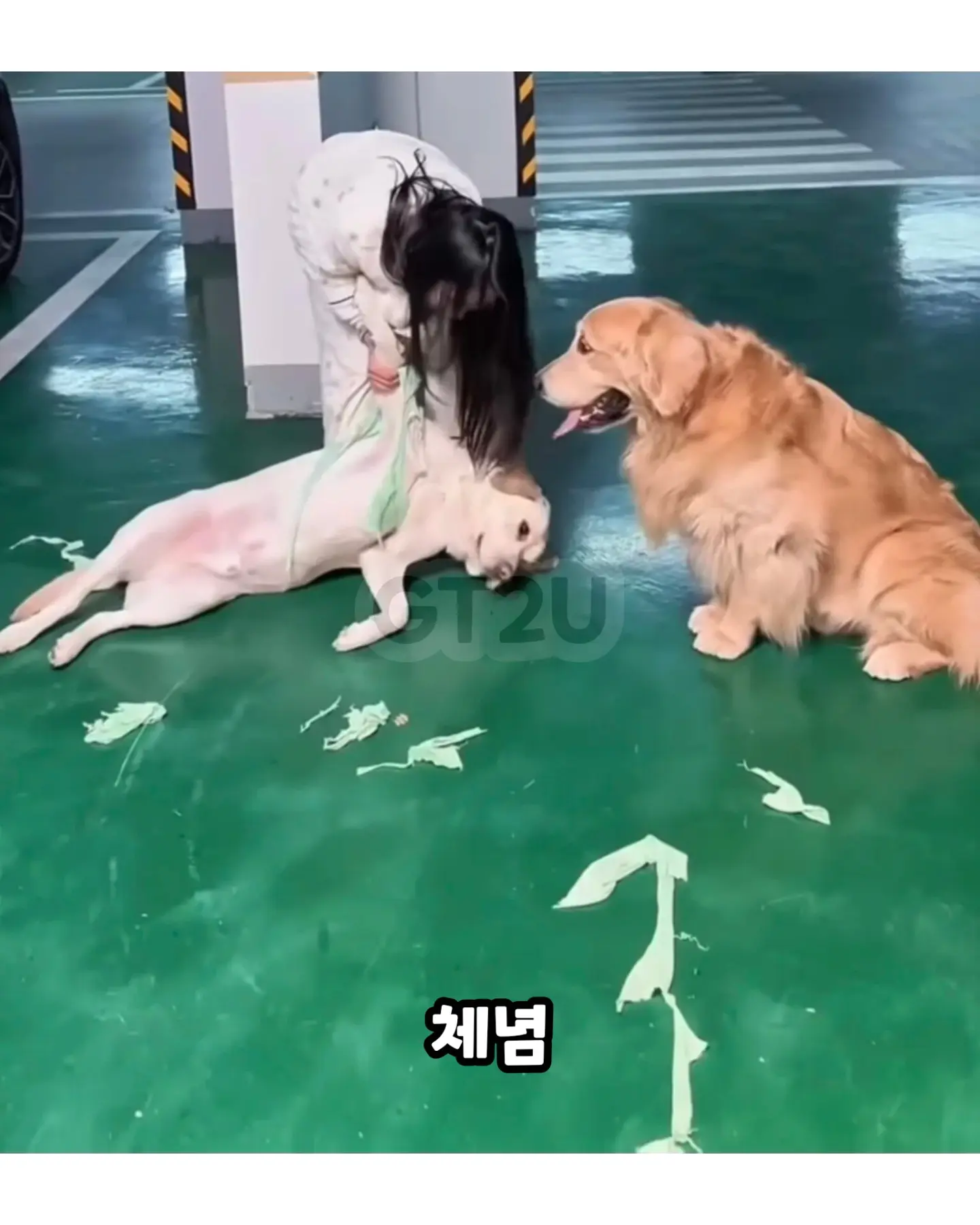 댕댕이옷 다른 댕댕이에게 줬는데 산책중 마주침 (3)