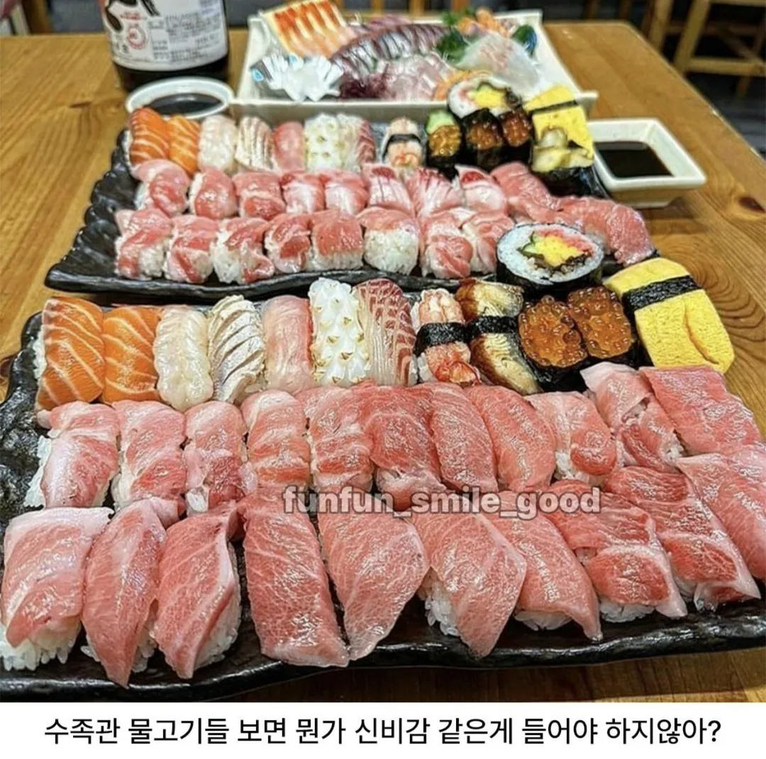 일본 수족관에 의외로 왜 있지 하는거 (3)
