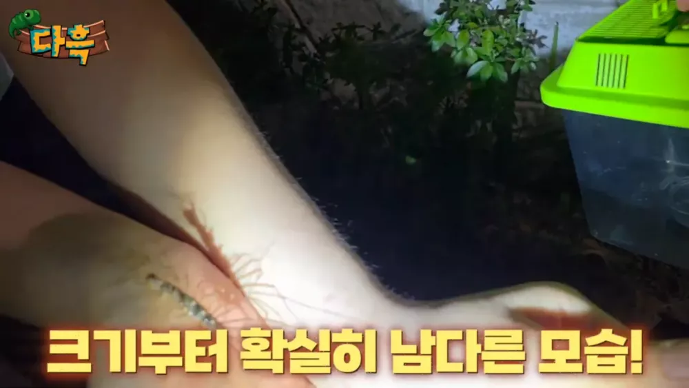 혐) 최근 부산에 자생한다는 거대 그리마 (10)