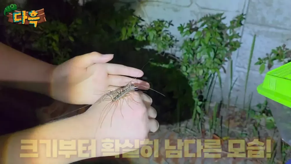 혐) 최근 부산에 자생한다는 거대 그리마 (12)