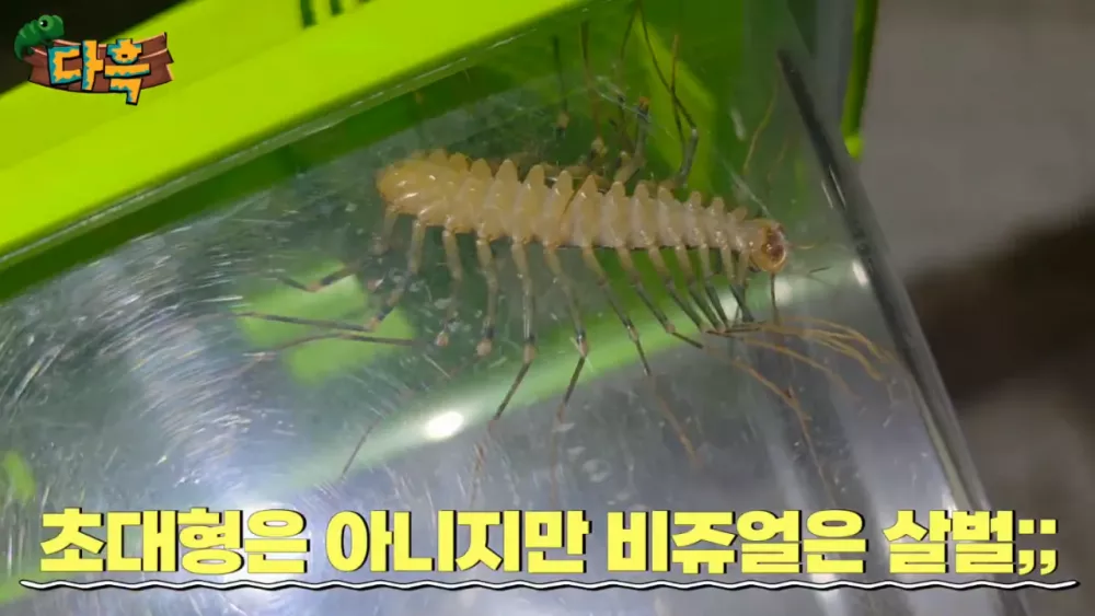 혐) 최근 부산에 자생한다는 거대 그리마 (13)