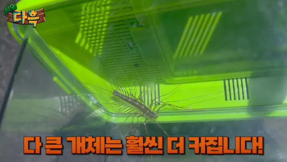 혐) 최근 부산에 자생한다는 거대 그리마 (14)