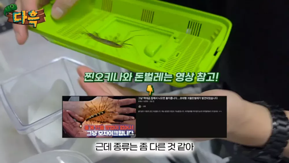 혐) 최근 부산에 자생한다는 거대 그리마 (15)