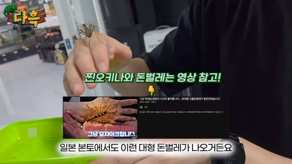 혐) 최근 부산에 자생한다는 거대 그리마 (16)