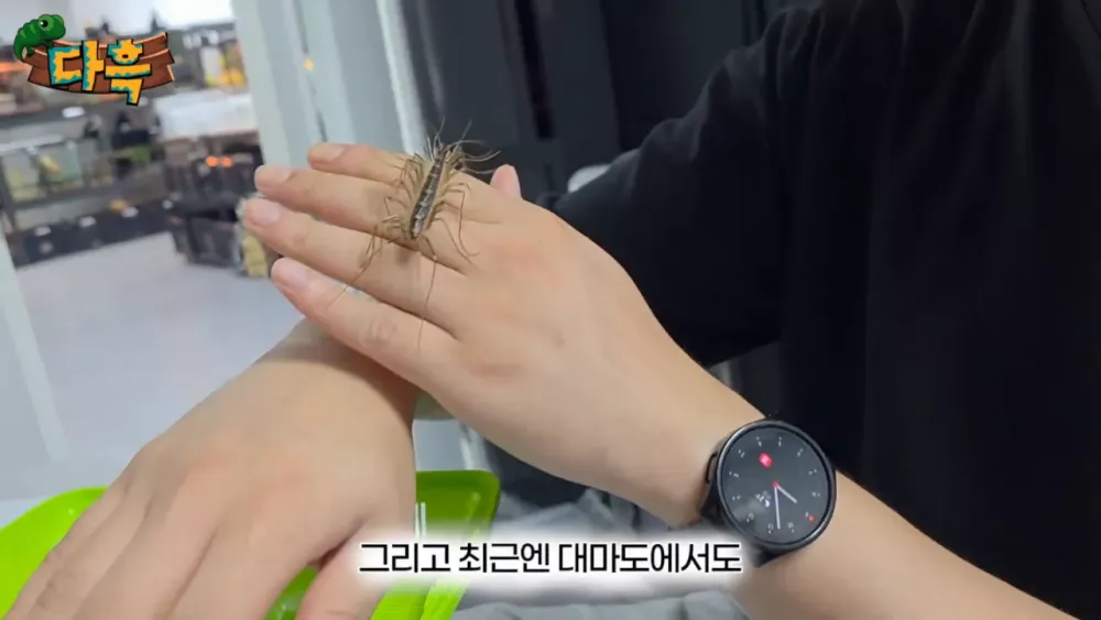 혐) 최근 부산에 자생한다는 거대 그리마 (17)