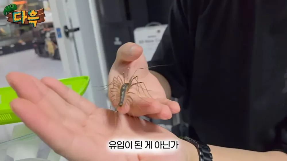혐) 최근 부산에 자생한다는 거대 그리마 (18)