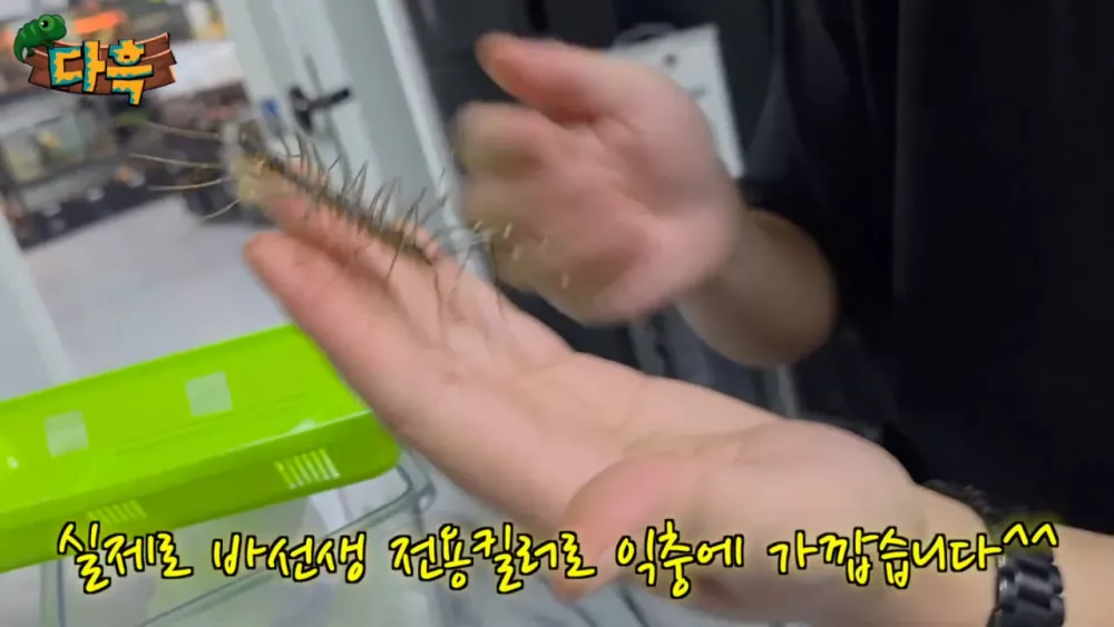 혐) 최근 부산에 자생한다는 거대 그리마 (19)
