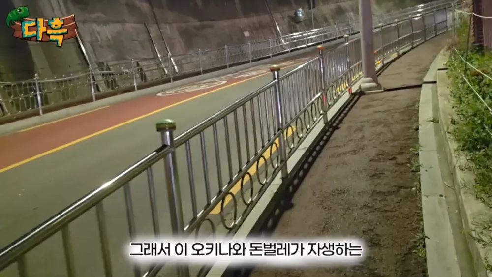 혐) 최근 부산에 자생한다는 거대 그리마 (2)