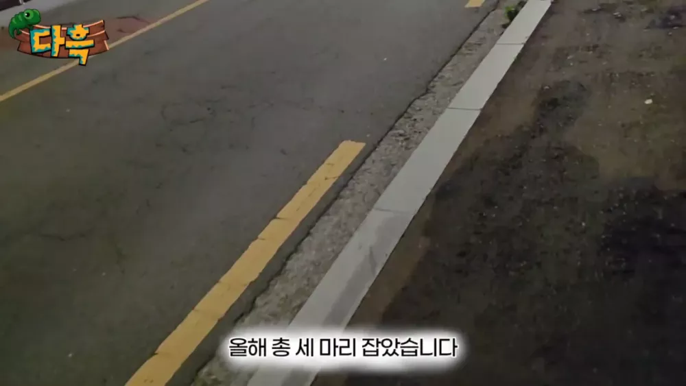 혐) 최근 부산에 자생한다는 거대 그리마 (4)