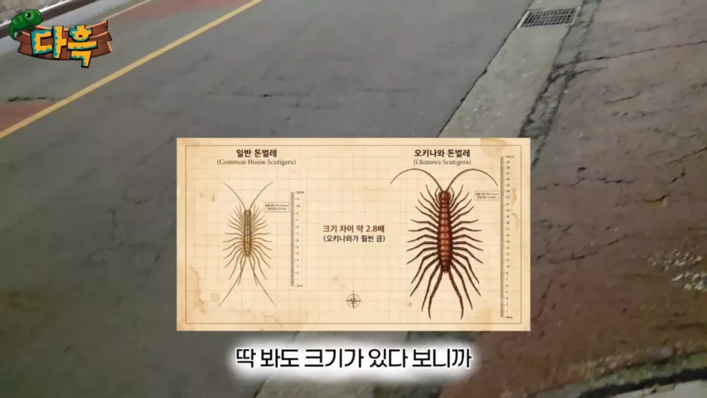 혐) 최근 부산에 자생한다는 거대 그리마 (6)