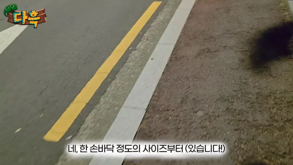 혐) 최근 부산에 자생한다는 거대 그리마 (8)