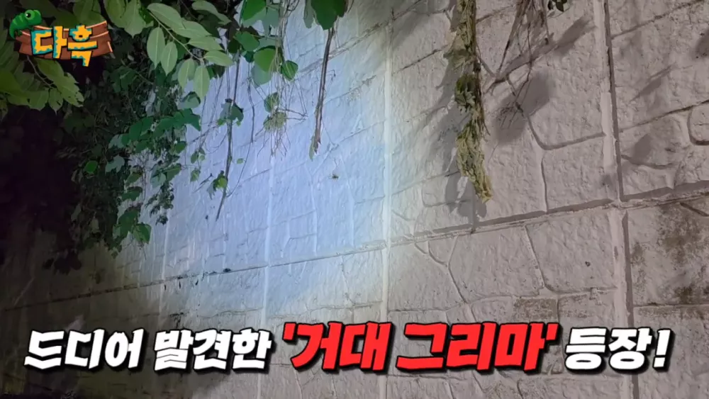 혐) 최근 부산에 자생한다는 거대 그리마 (9)