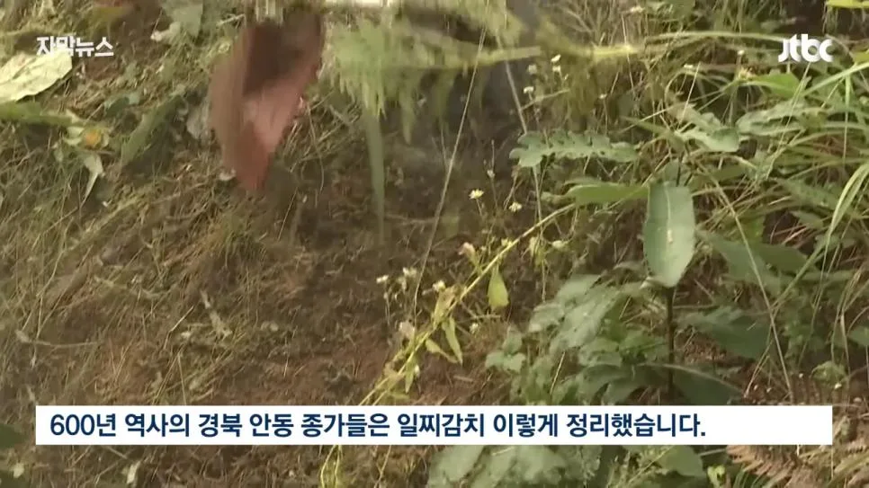 성묘 & 벌초에 고심하던 600년 종가의 결단 (7)