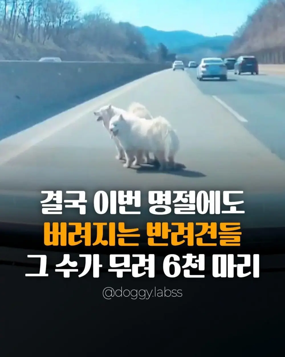 명절마다 버려지는 반려동물 수