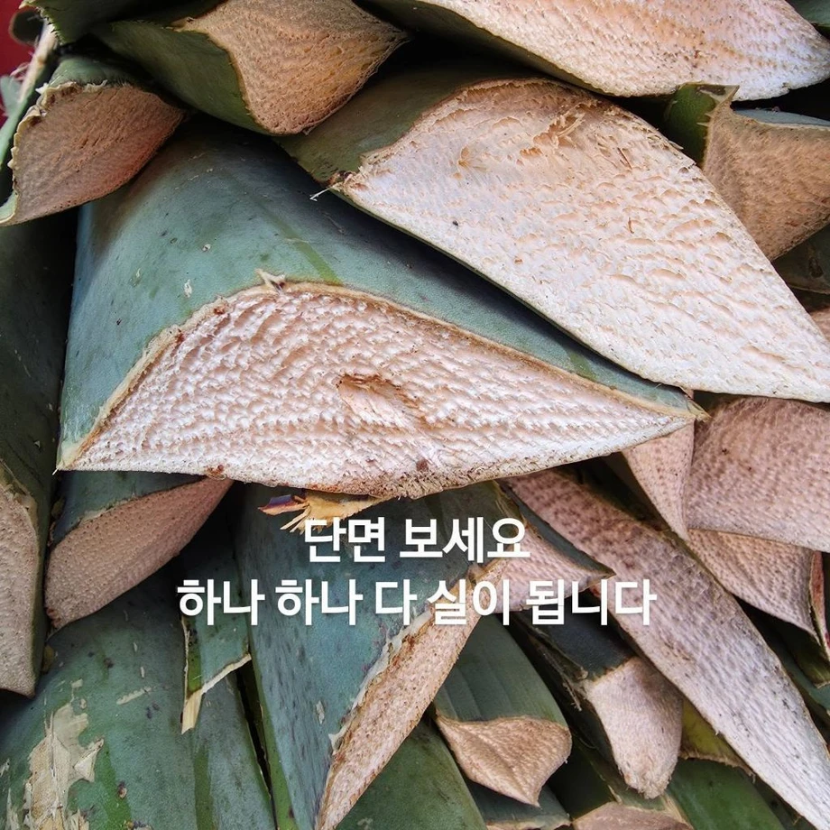 우리 선조들이 멕시코에 가서 한 일 (3)