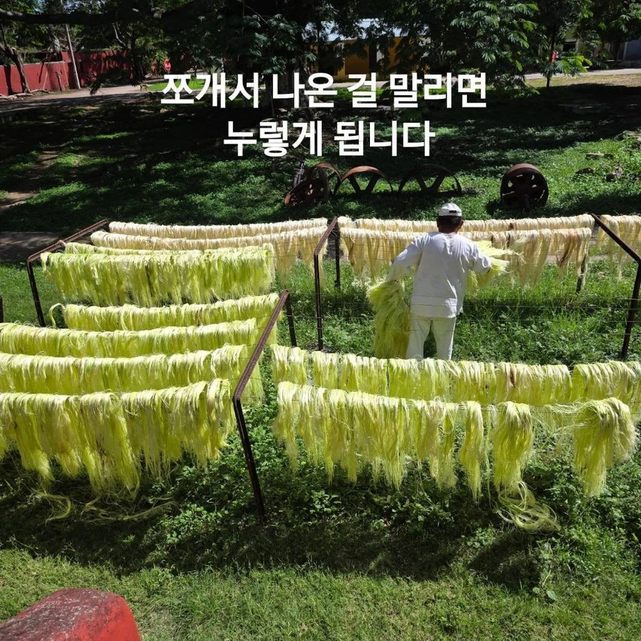 우리 선조들이 멕시코에 가서 한 일 (4)