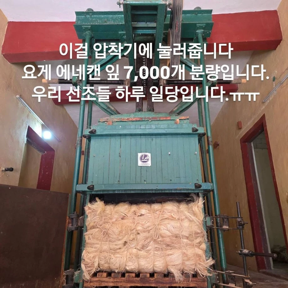 우리 선조들이 멕시코에 가서 한 일 (6)
