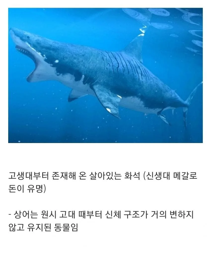 인지도는 최고 수준인데 정작 알려진 건 거의 없는 생물 (2)