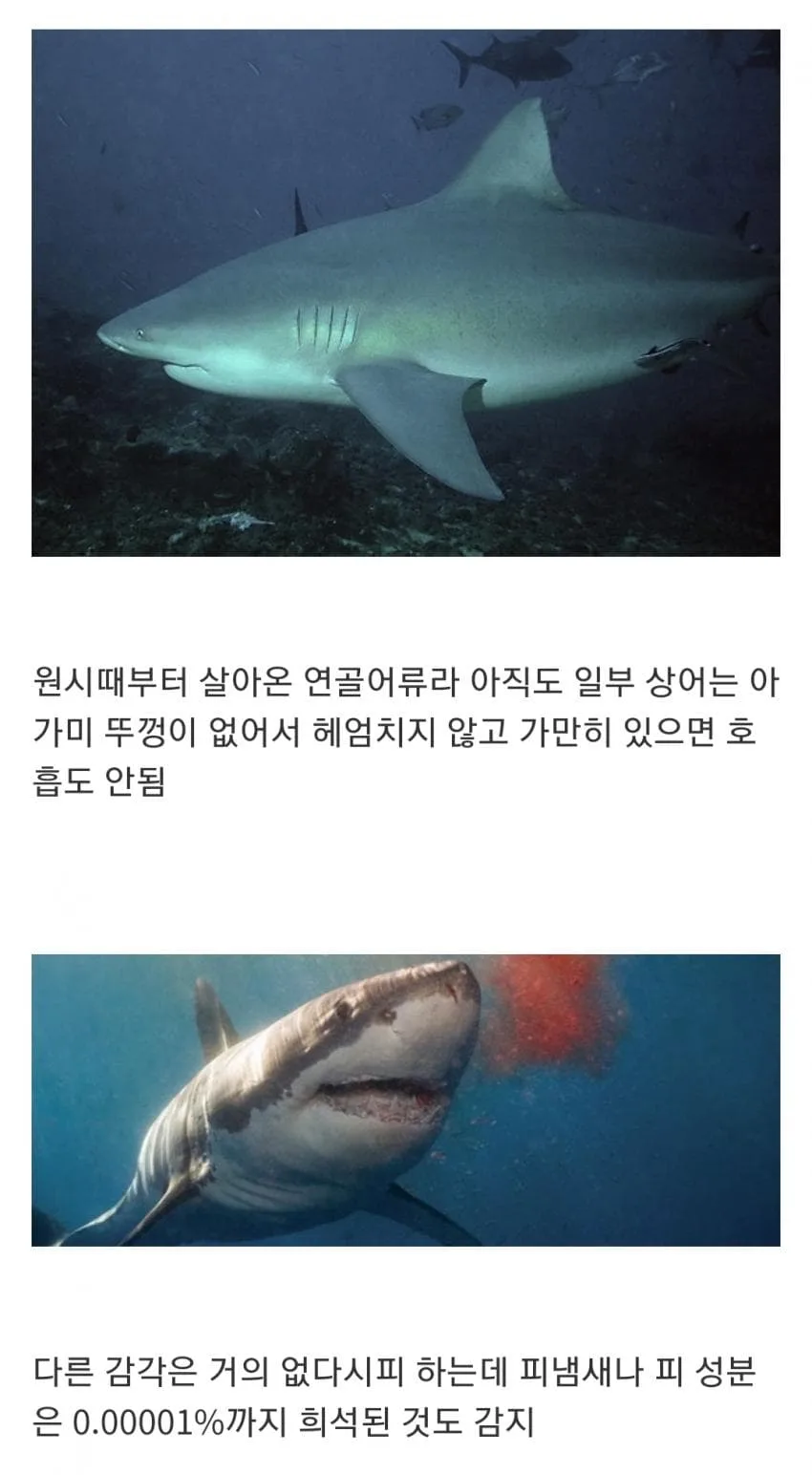 인지도는 최고 수준인데 정작 알려진 건 거의 없는 생물 (4)