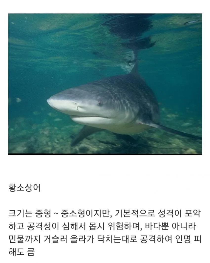 인지도는 최고 수준인데 정작 알려진 건 거의 없는 생물 (6)