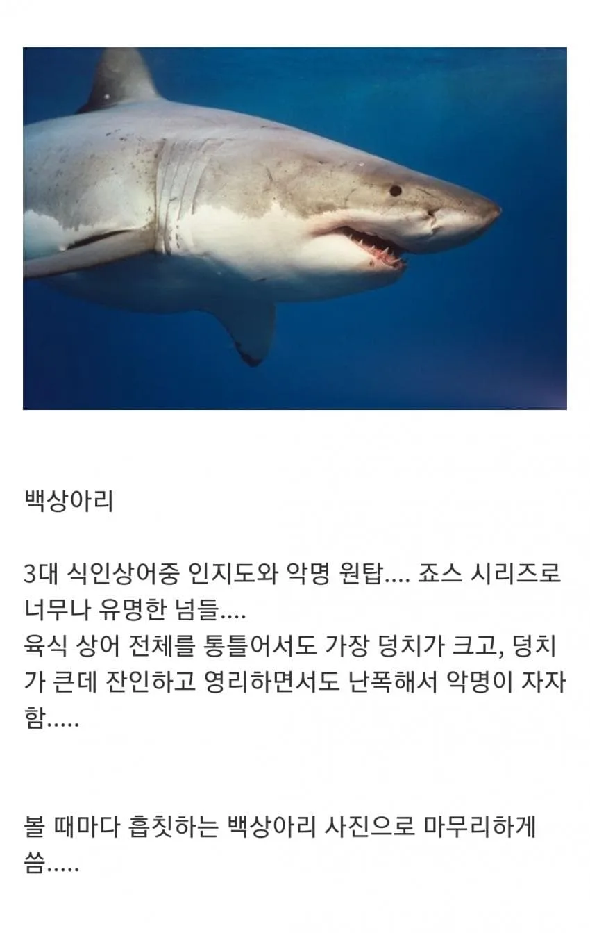인지도는 최고 수준인데 정작 알려진 건 거의 없는 생물 (8)