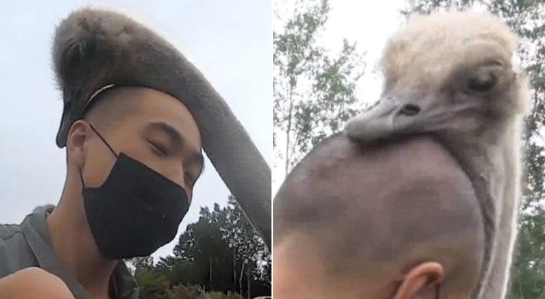 대머리를 좋아하는 타조의 습성.jpg (3)