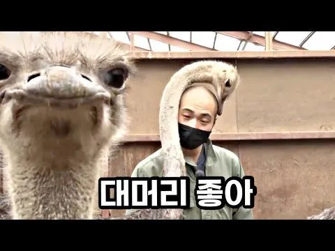 대머리를 좋아하는 타조의 습성.jpg (4)