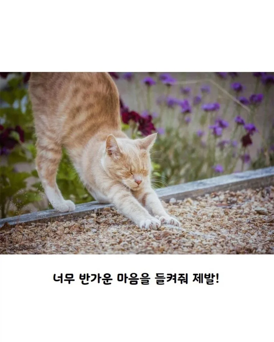 고양이가 사람보고 기지개를 하는 이유.jpg (2)