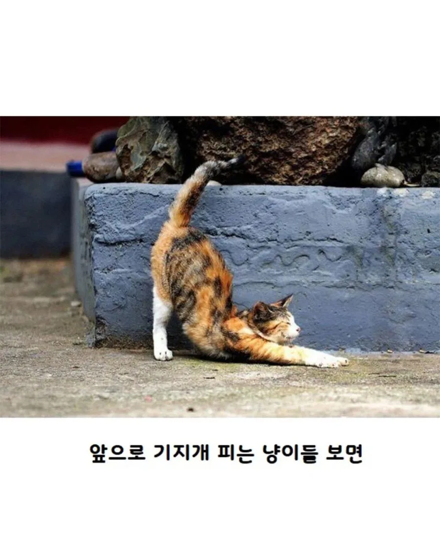 고양이가 사람보고 기지개를 하는 이유.jpg (3)