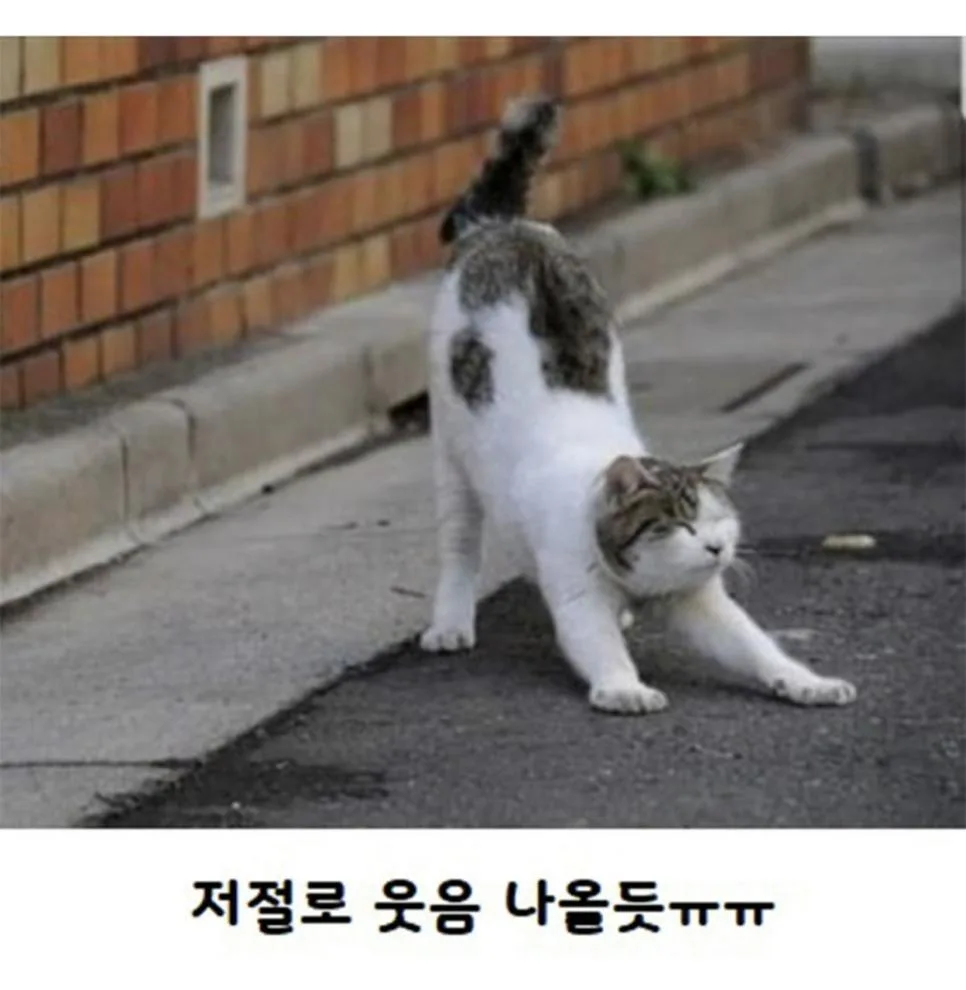 고양이가 사람보고 기지개를 하는 이유.jpg (4)