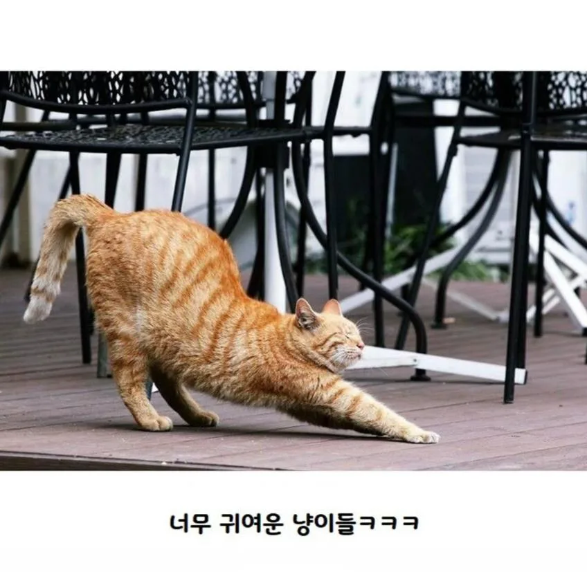고양이가 사람보고 기지개를 하는 이유.jpg (5)