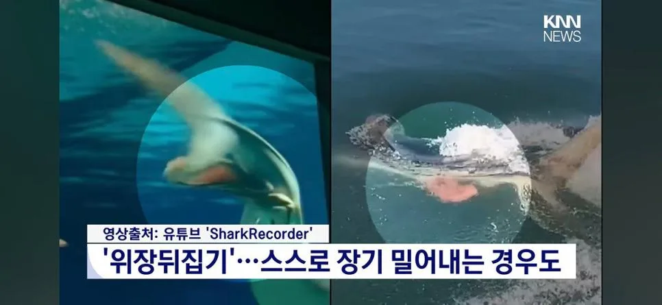 장기자랑하는 부캉이 (2)