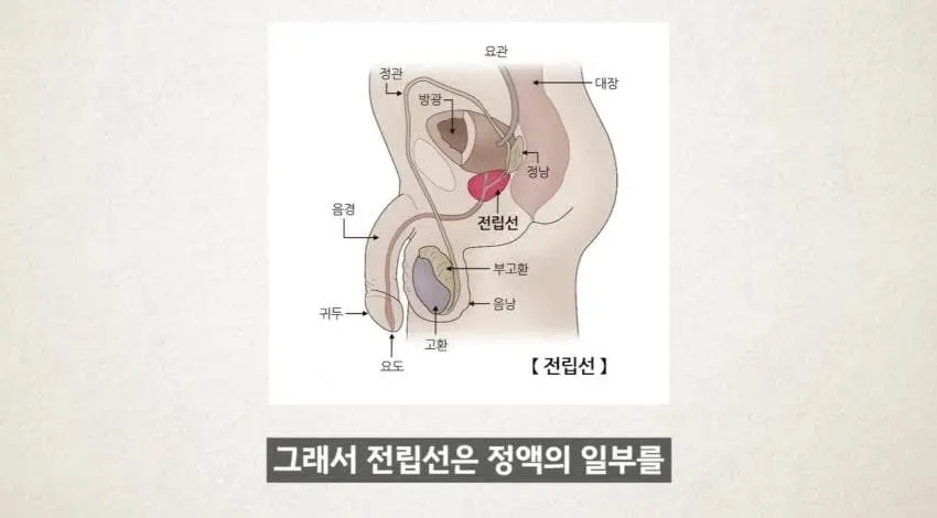 한 달에 21번은 사정하라 (23)