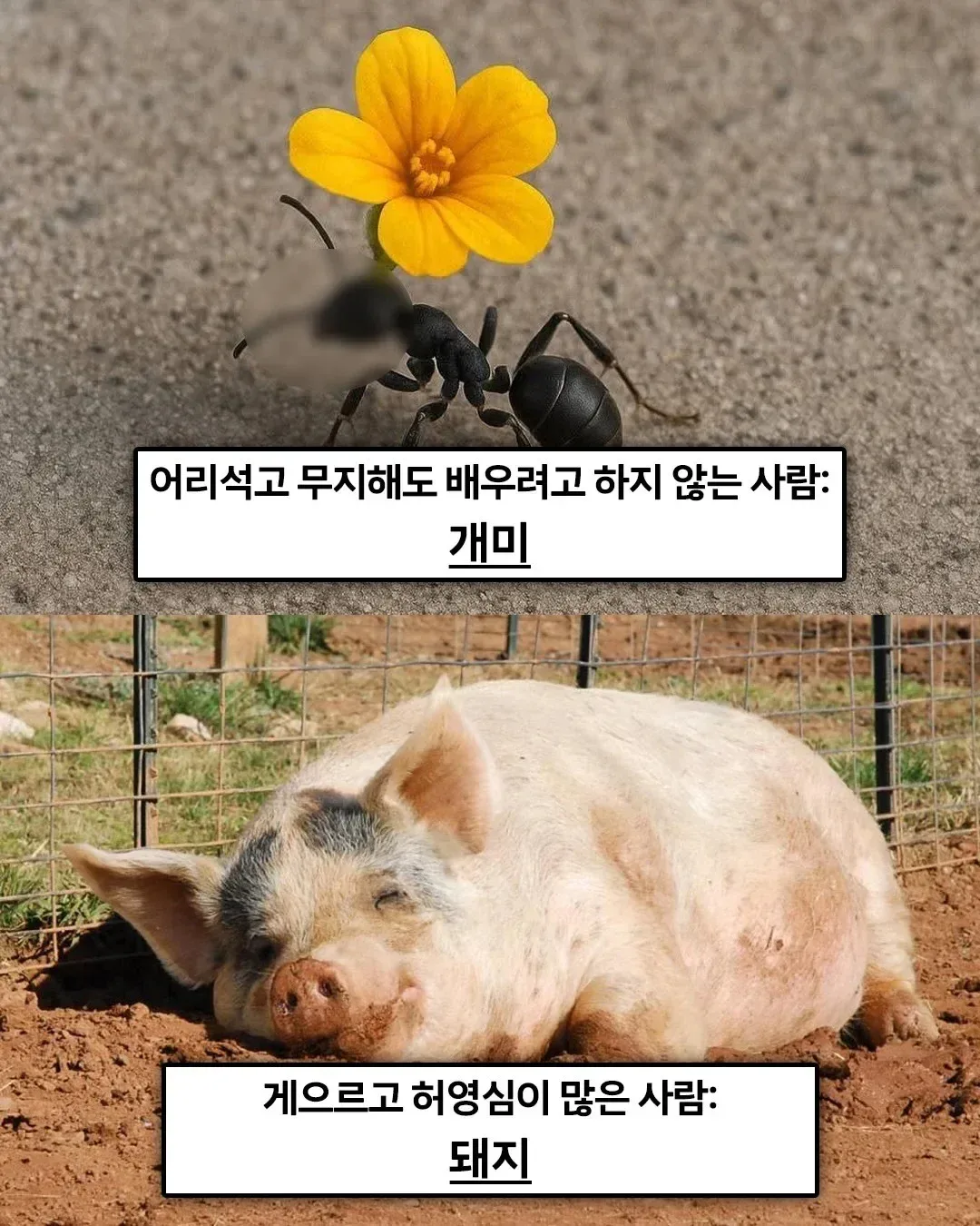 불교 경전에 적혀있는 '죄 지었을때 다음생에 태어나게 될 동물 (2)