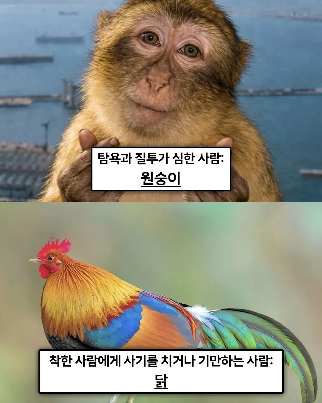 불교 경전에 적혀있는 '죄 지었을때 다음생에 태어나게 될 동물 (3)
