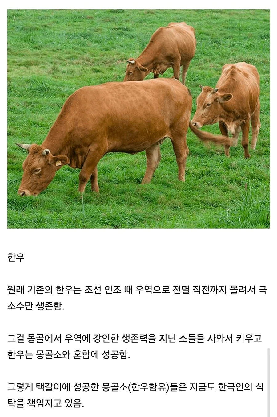 몽골 덕분에 먹고 있는 식재료