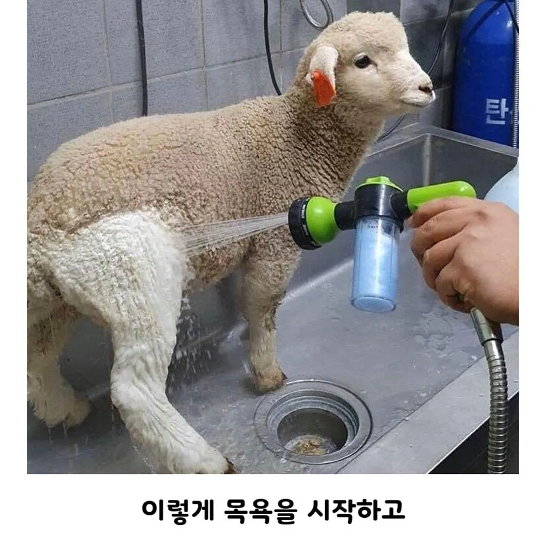 양 목욕 시키는데 울샴푸 씀 (2)