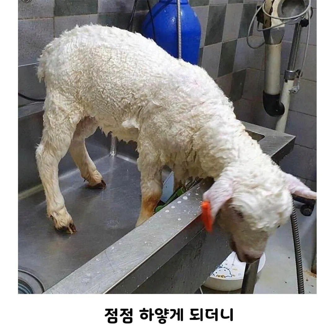 양 목욕 시키는데 울샴푸 씀 (3)
