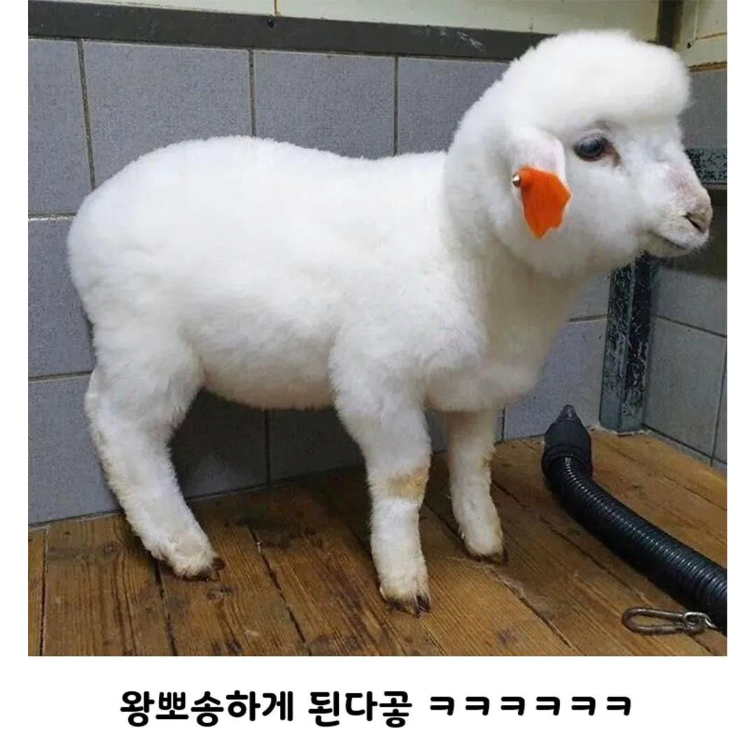 양 목욕 시키는데 울샴푸 씀 (4)